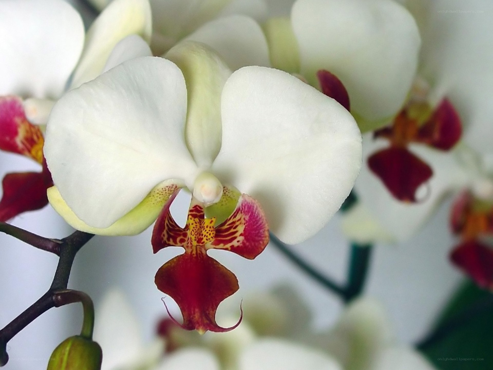 white orchid with red center