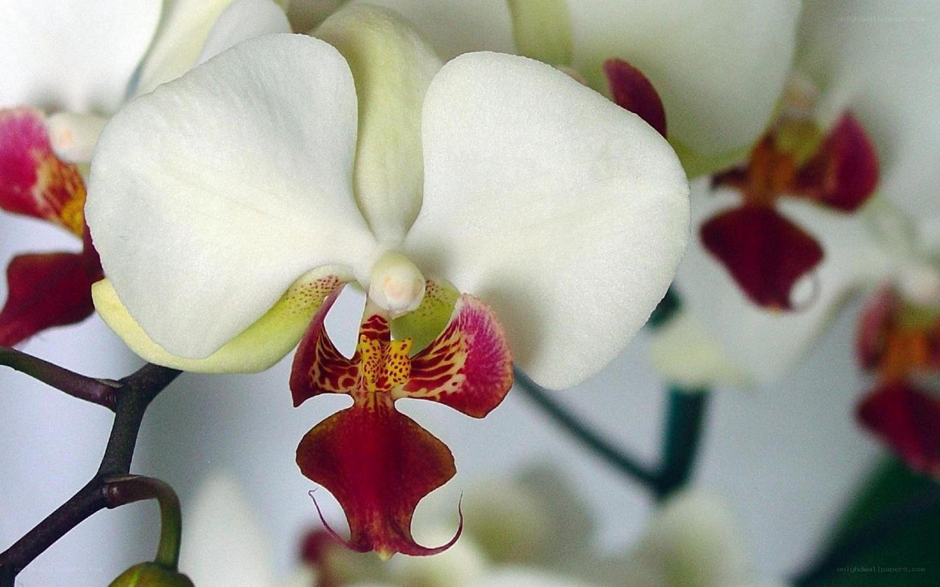 white orchid with red center