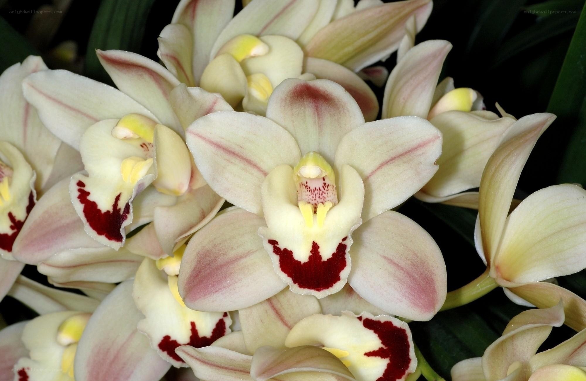 white orchid with red markings