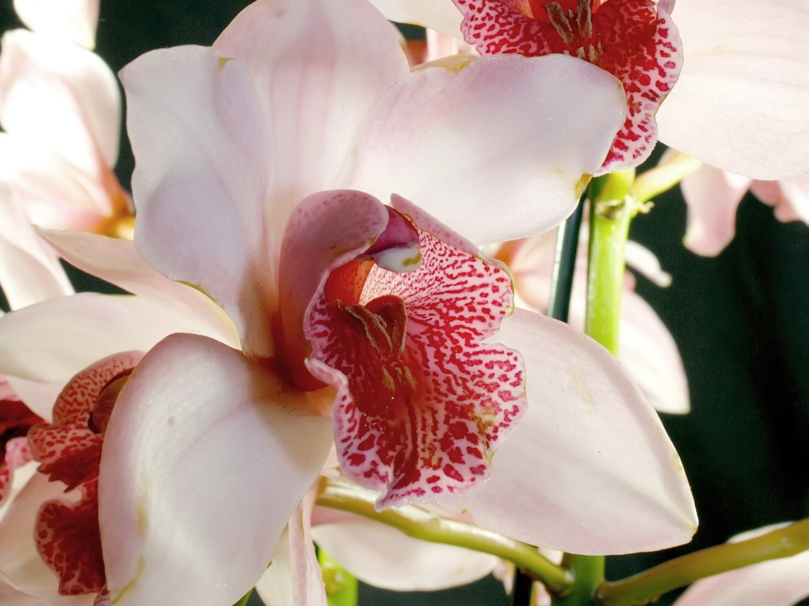 white orchid with red speckles