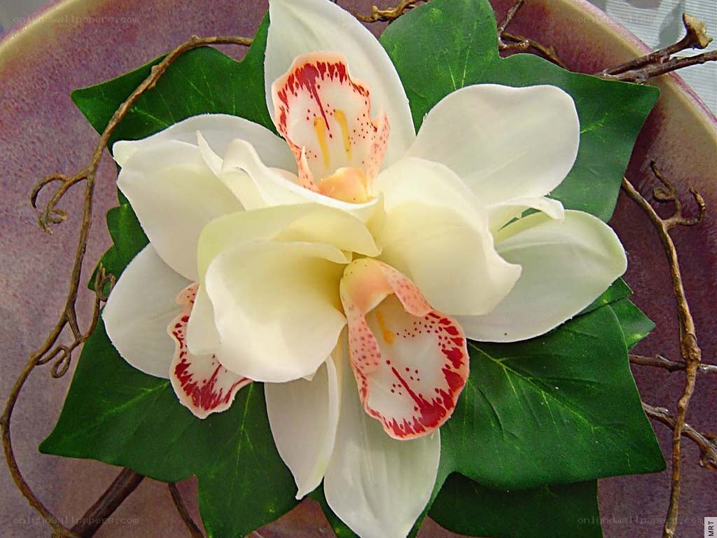 white orchid with red speckles