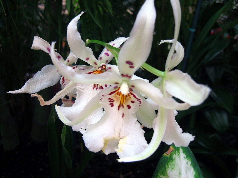 White Orchid with Red Spots — Calm