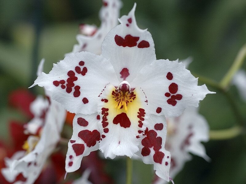 white orchid with red spots