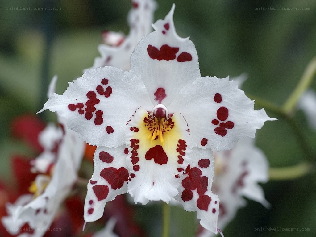 white orchid with red spots