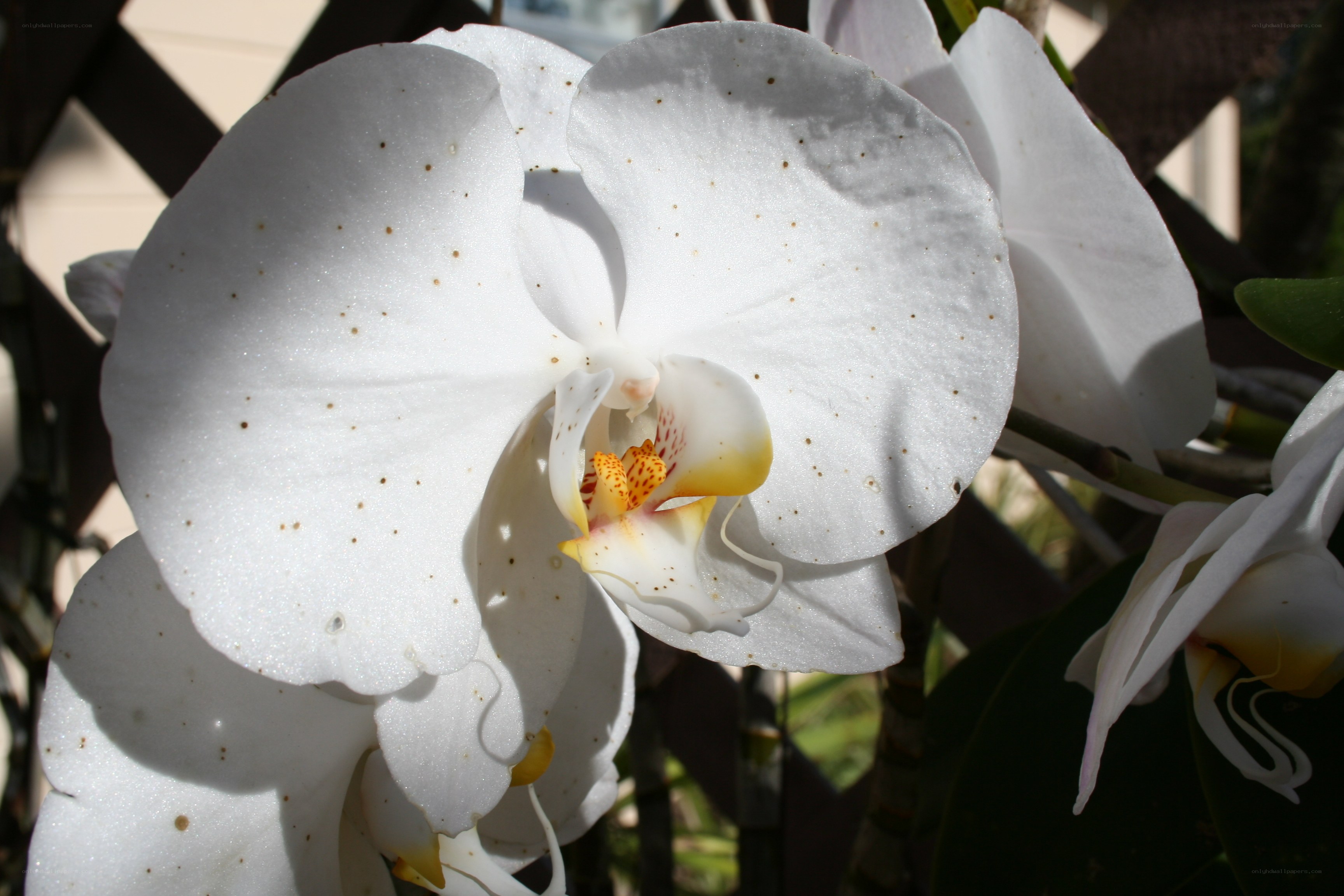 White orchid with speckled petals