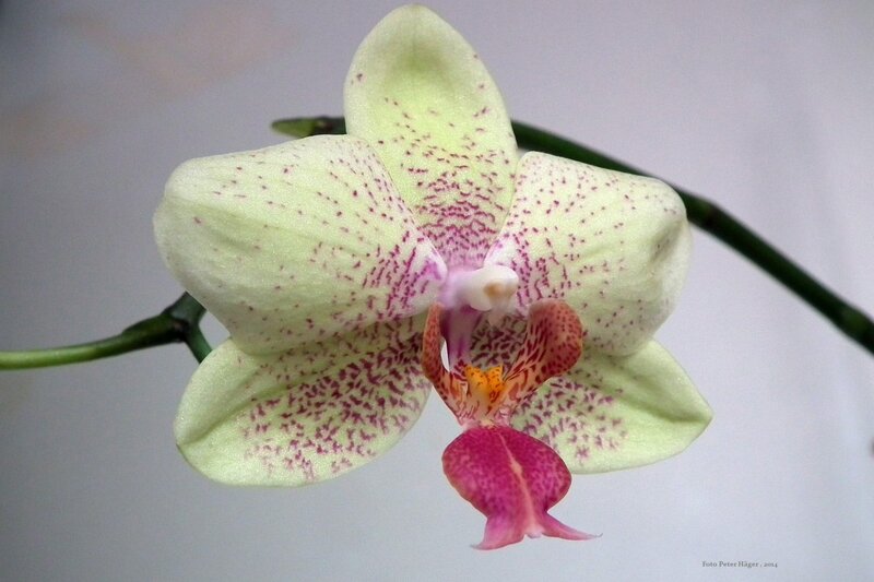 White Orchid with Speckles