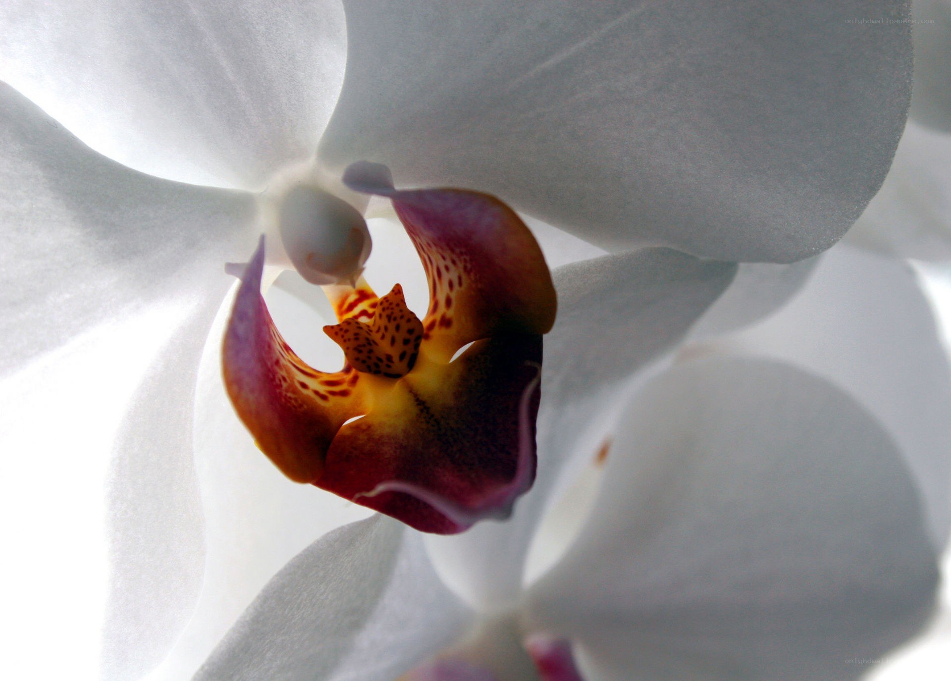white orchid with spotted center