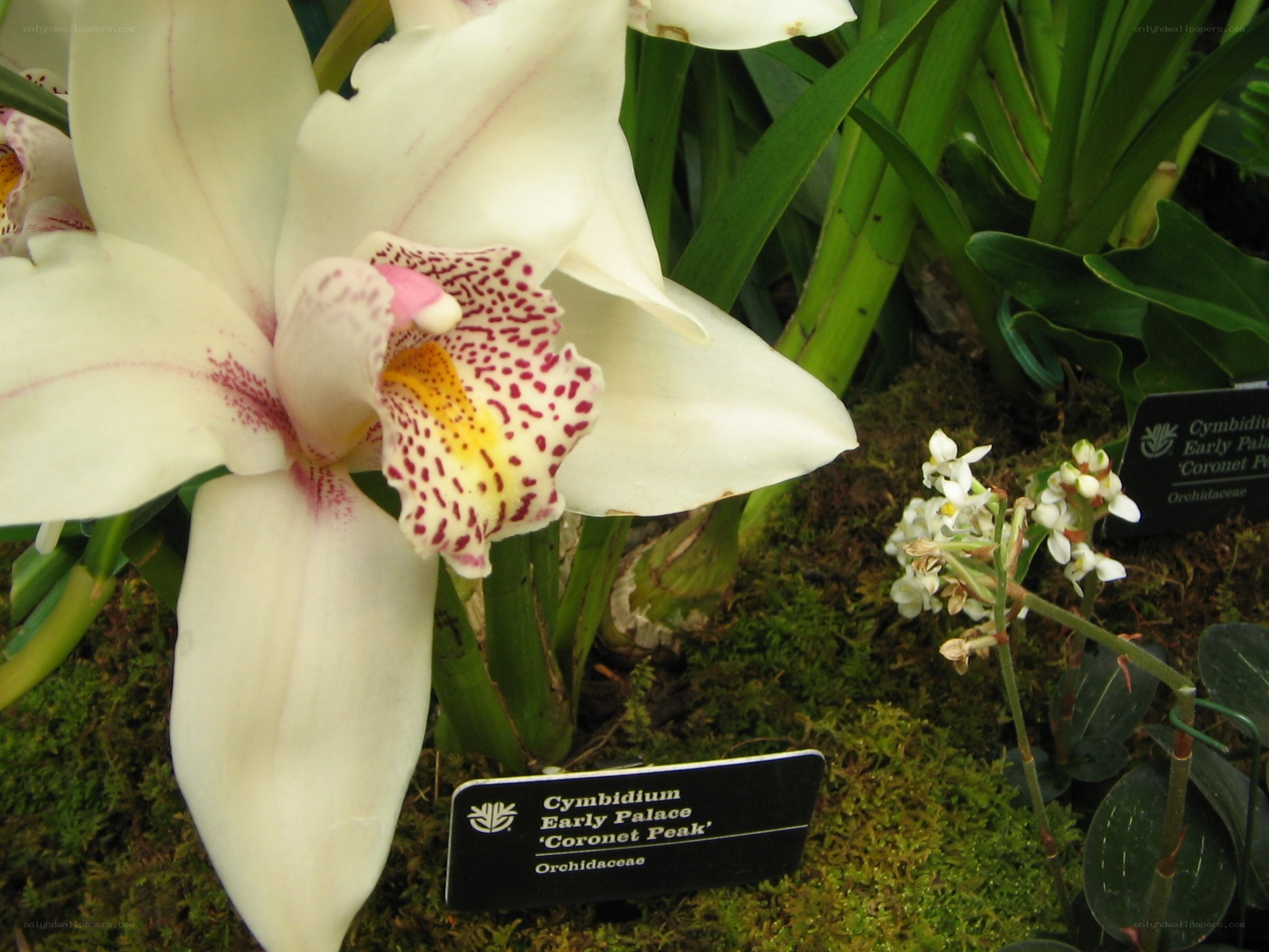 White orchid with spotted lip