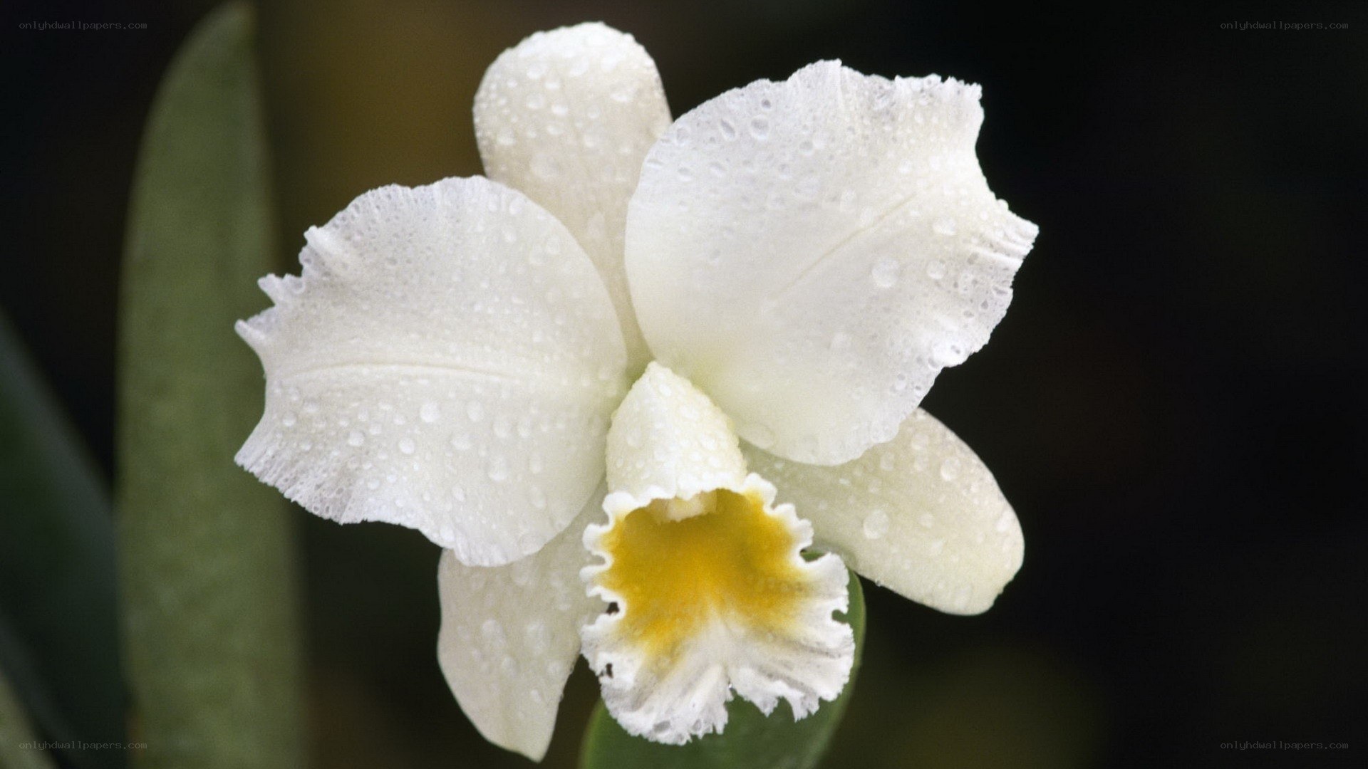 White orchid with water droplets