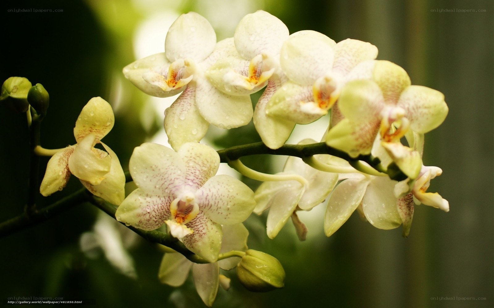 White orchid with water droplets