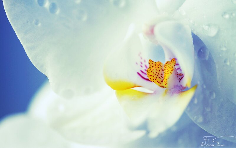 White orchid with water droplets