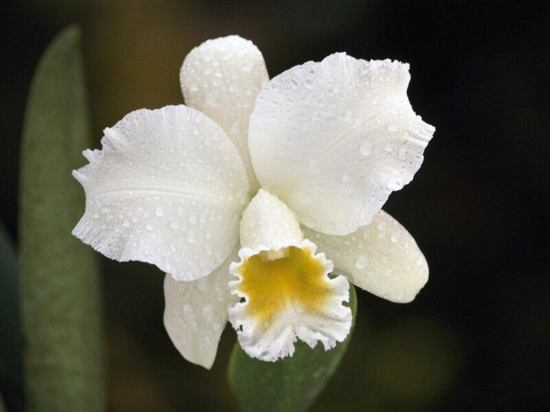 white orchid with water droplets