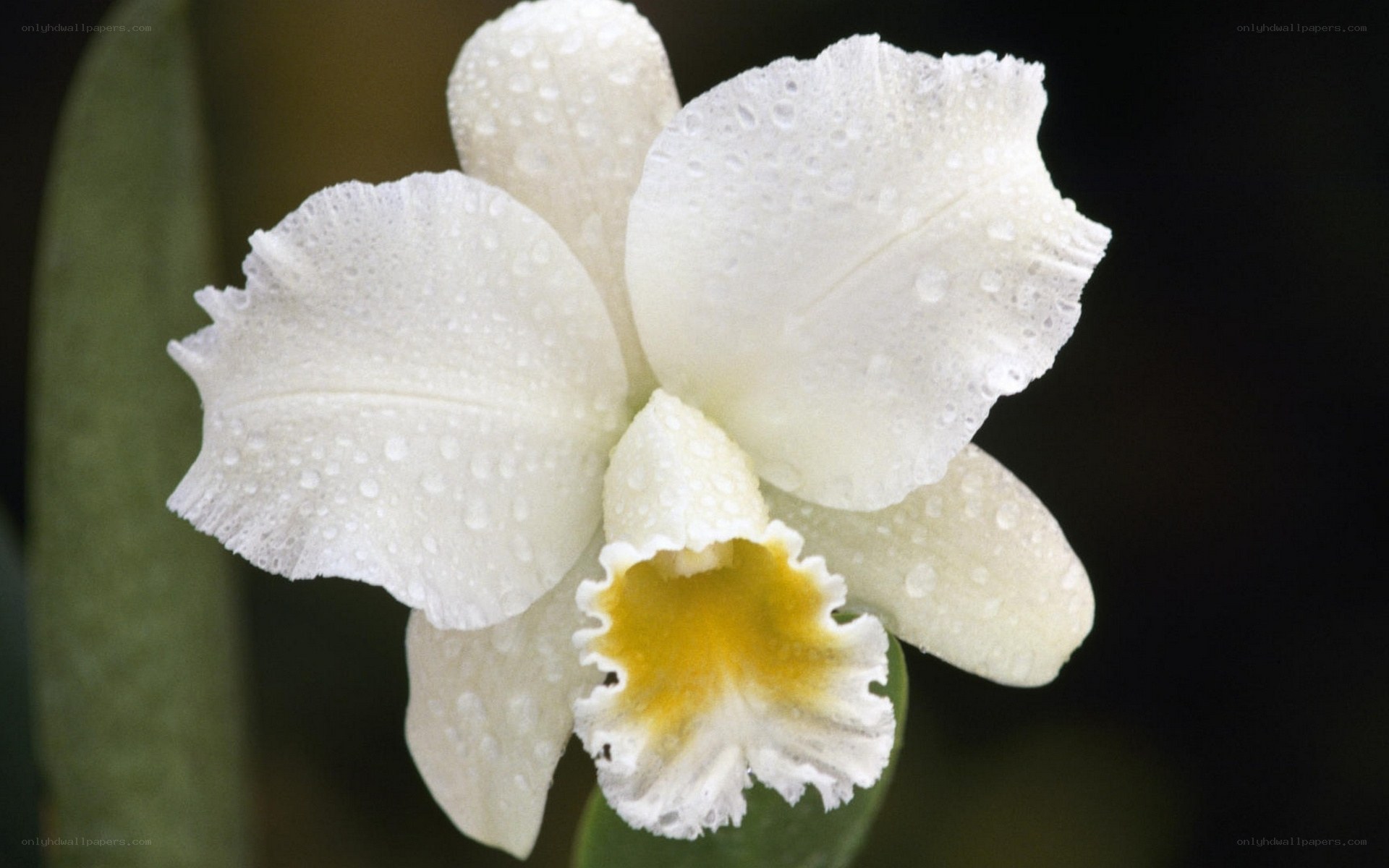 White orchid with water droplets
