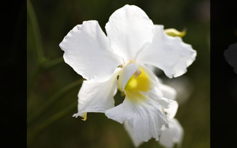 White orchid with yellow center