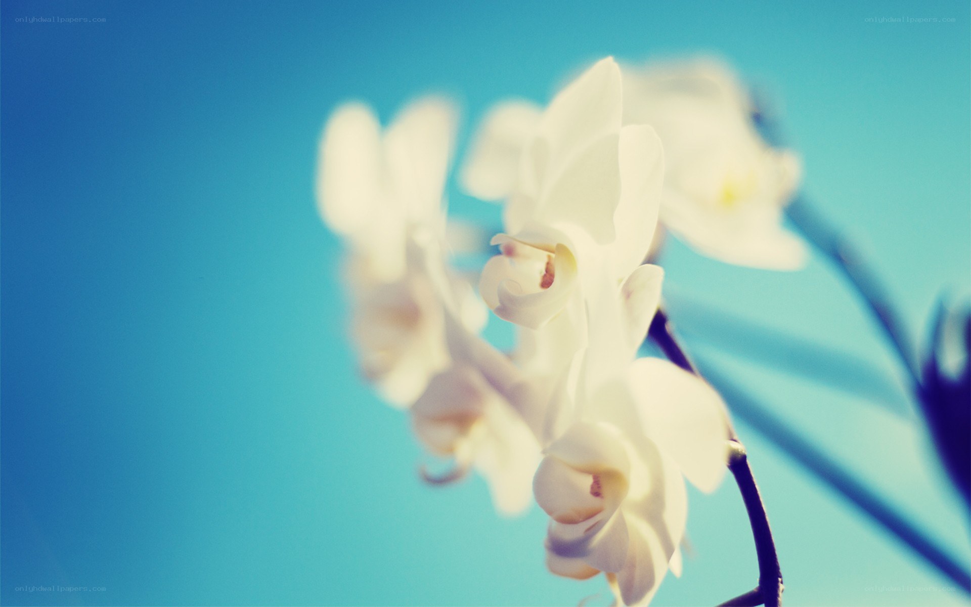 white orchids against blue sky