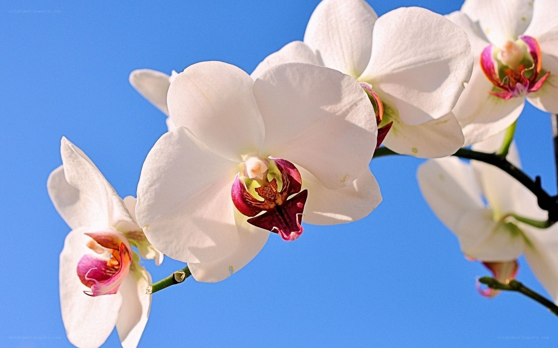 White orchids against blue sky