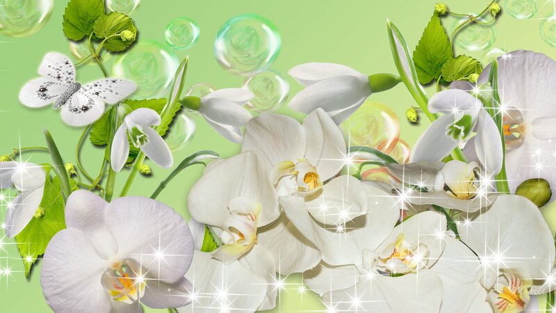 White Orchids and Snowdrops