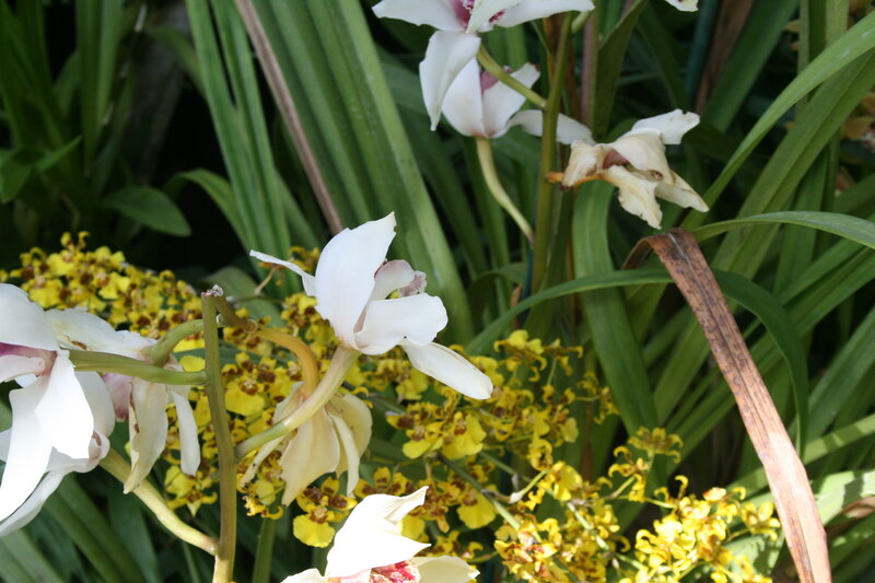 White Orchids and Yellow Flowers