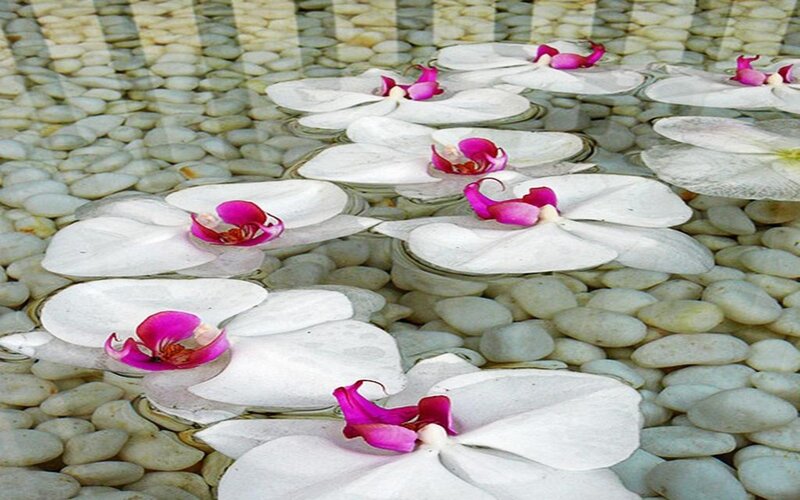 White Orchids Floating — Serene