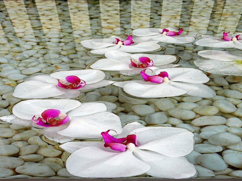 White Orchids Floating