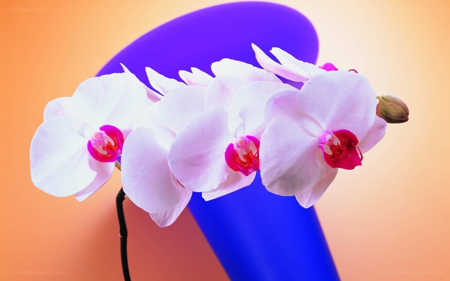White orchids in a blue vase