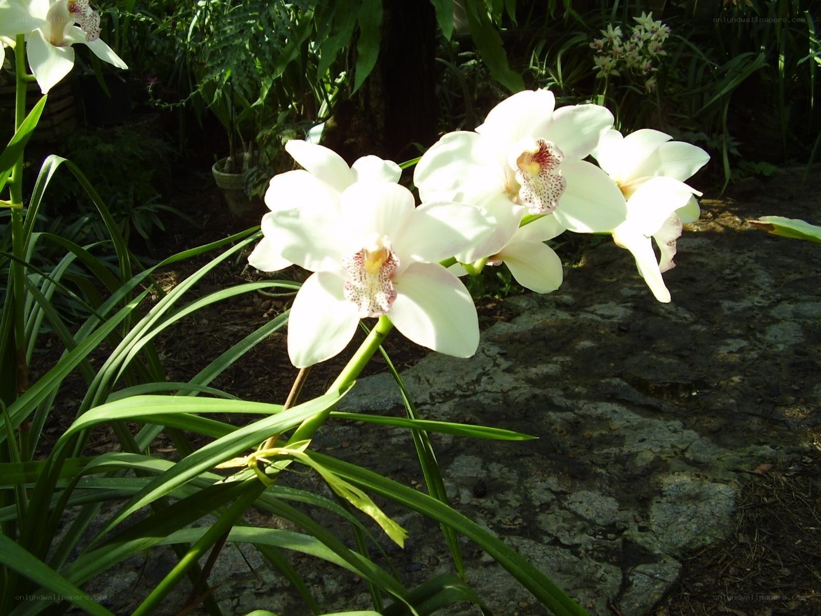 White orchids in a garden