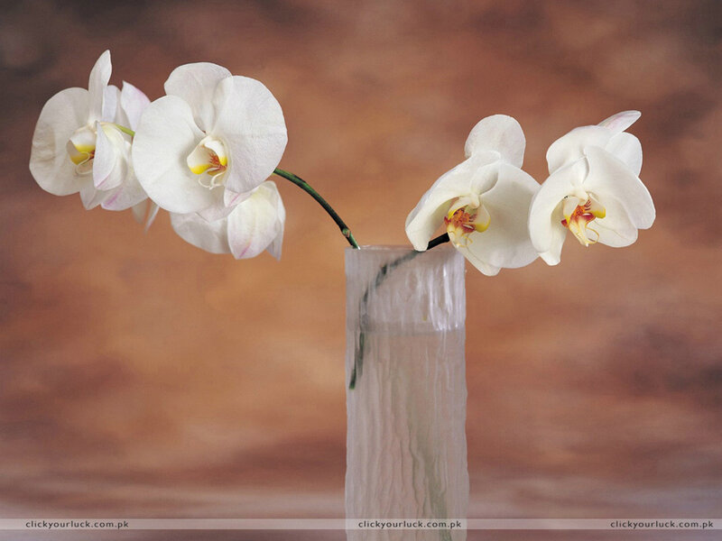 White orchids in a vase