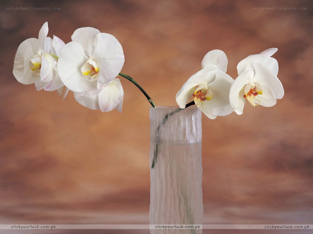 White orchids in a vase