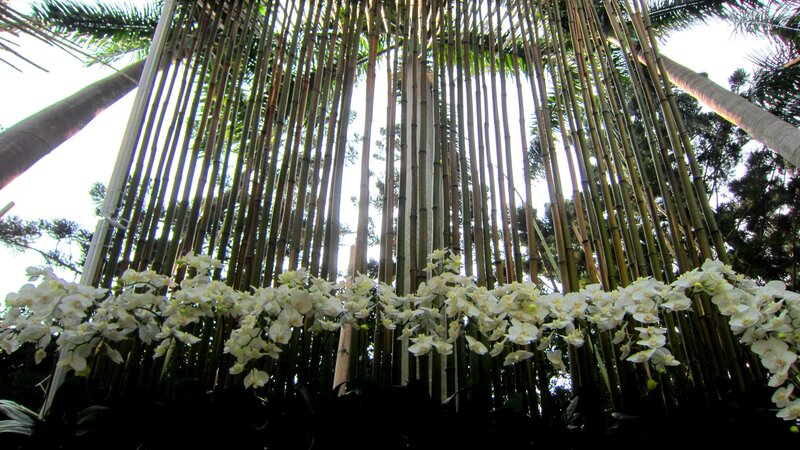 White Orchids in Bamboo — Green