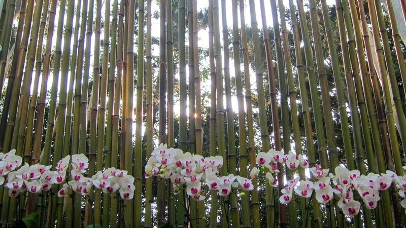 White Orchids in Bamboo