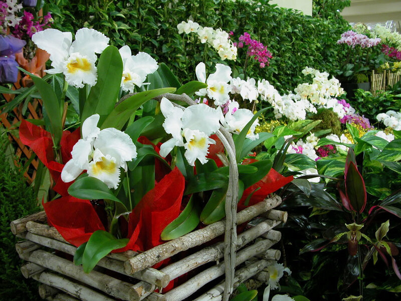 White Orchids in Basket
