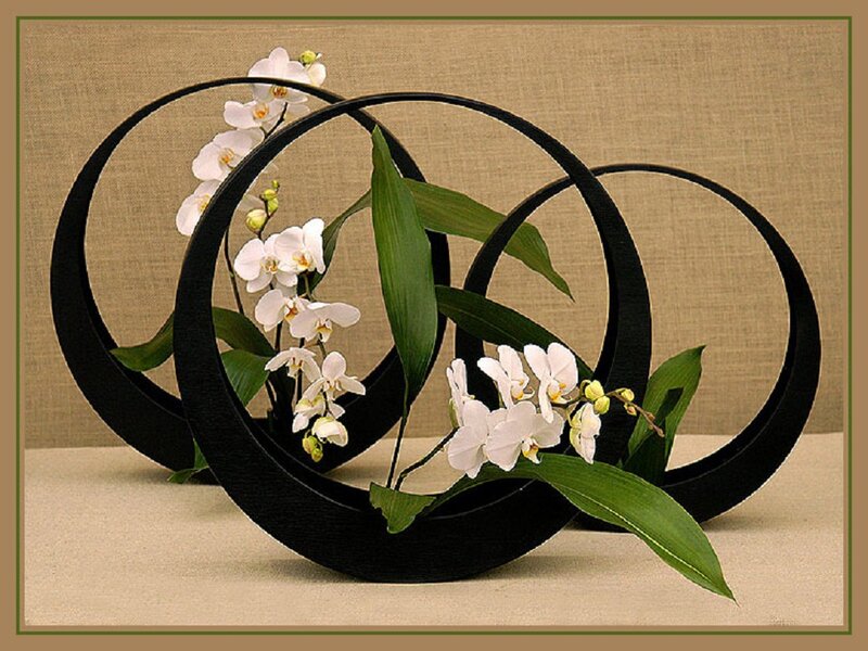 White Orchids in Black Rings
