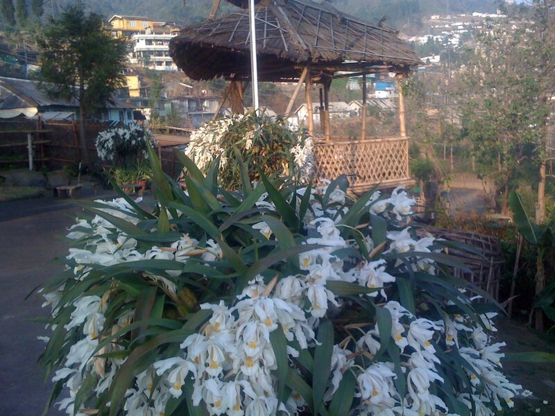 White Orchids in Bloom