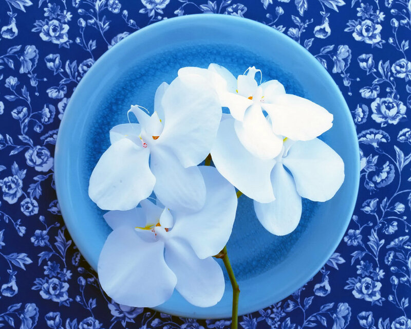 White Orchids in Bowl