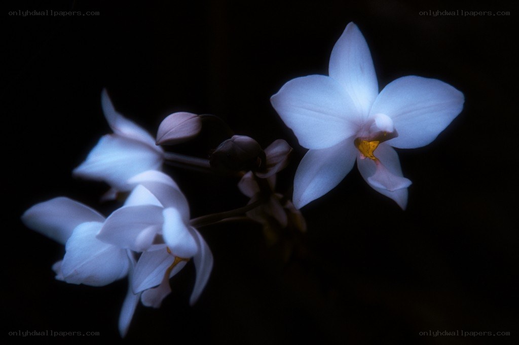 White orchids in darkness