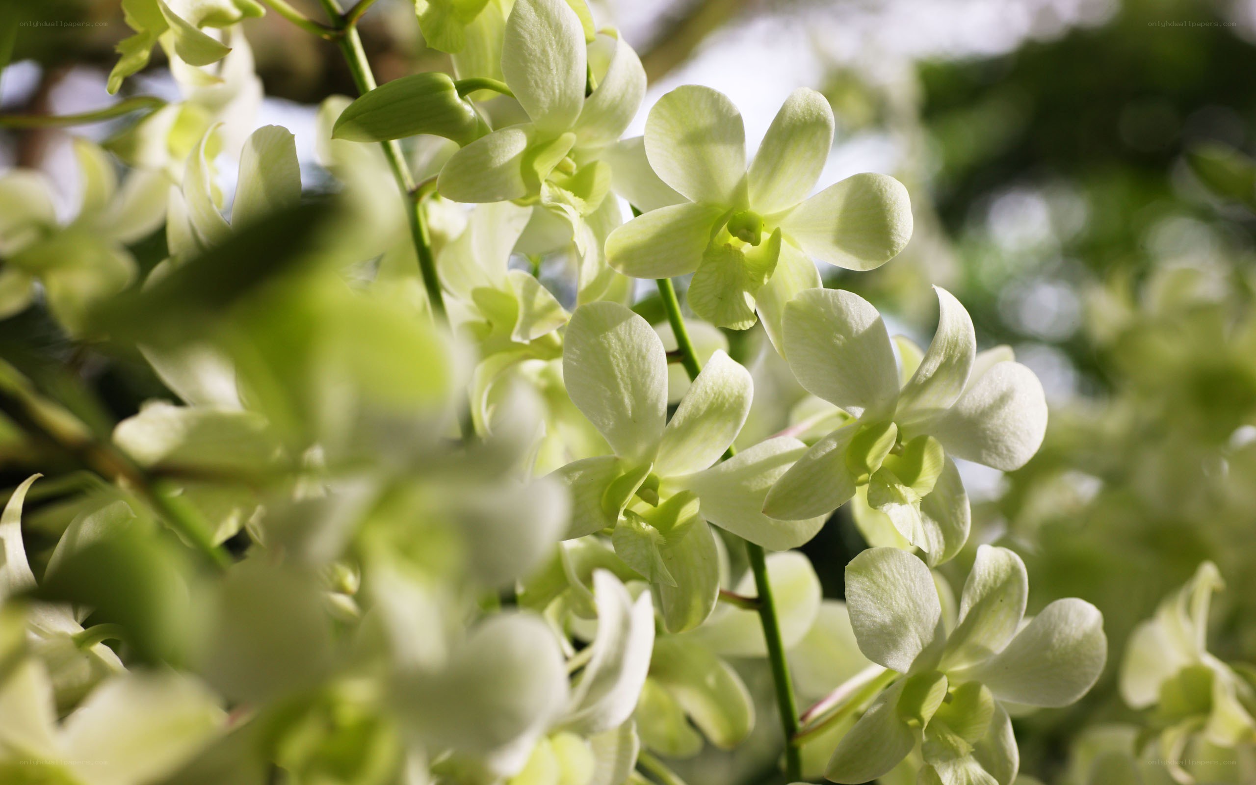 White orchids in sunlight