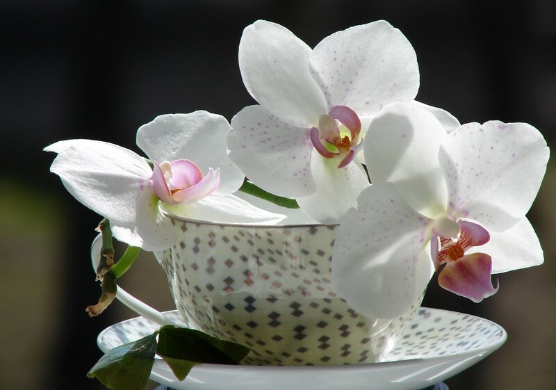 White Orchids in Teacup