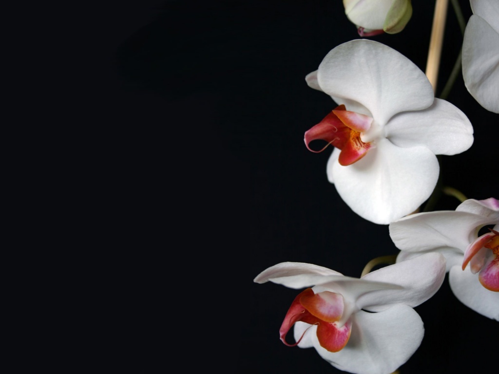 White orchids on black background