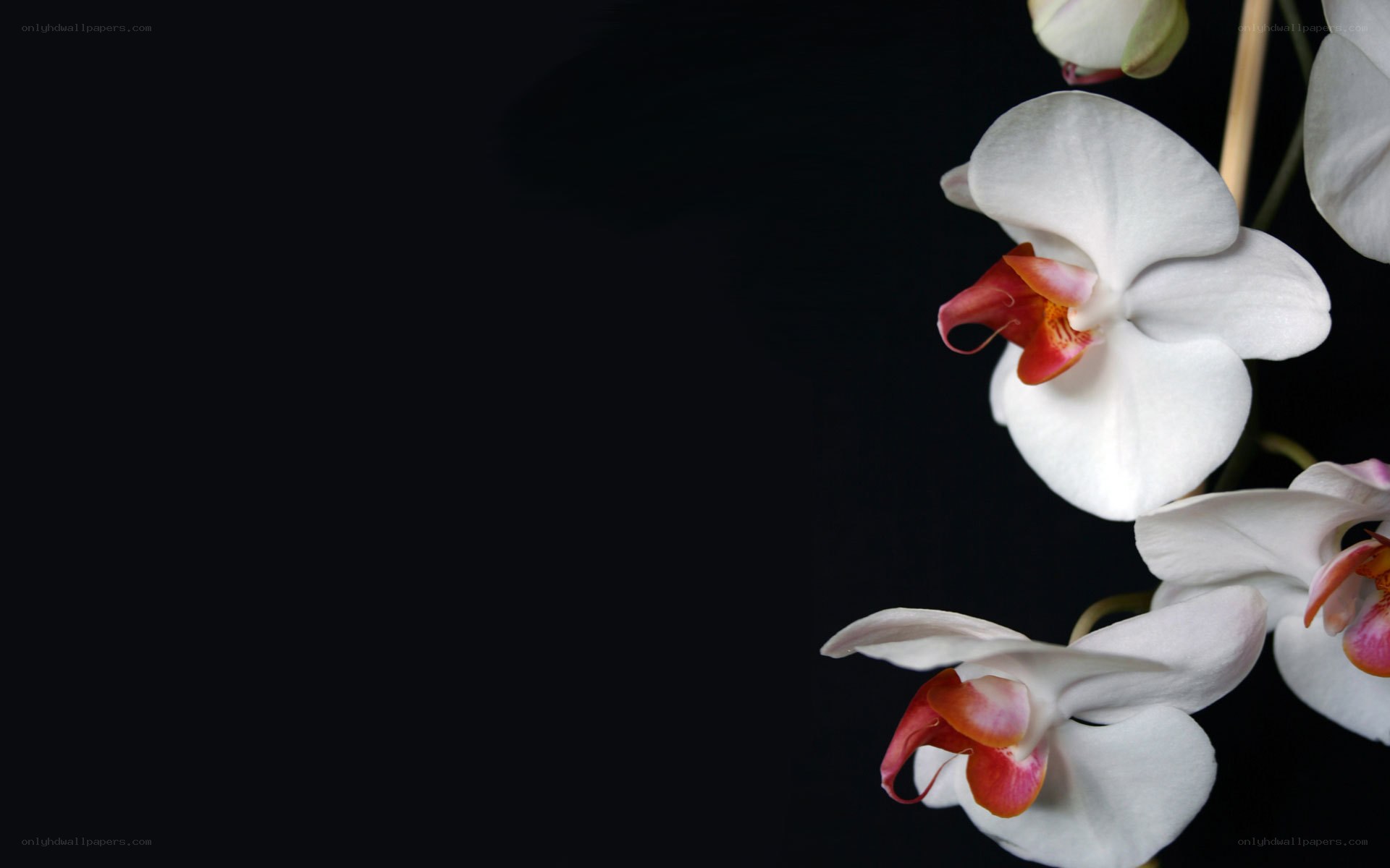 White orchids on black background