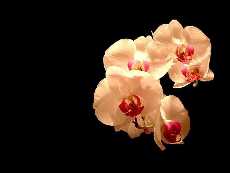 white orchids on black background