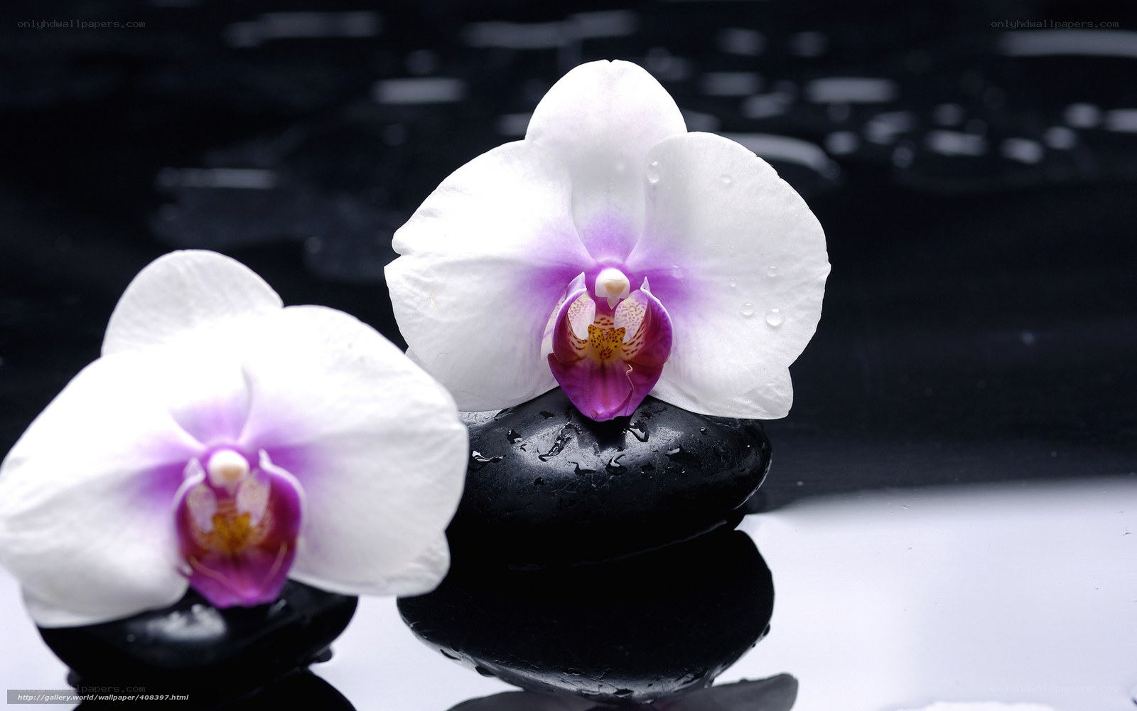 White orchids on black stones