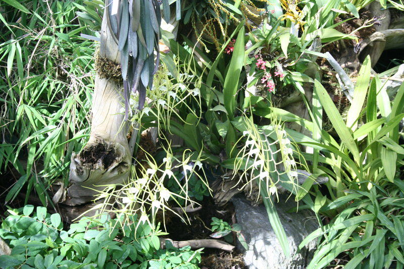White Orchids on Tree