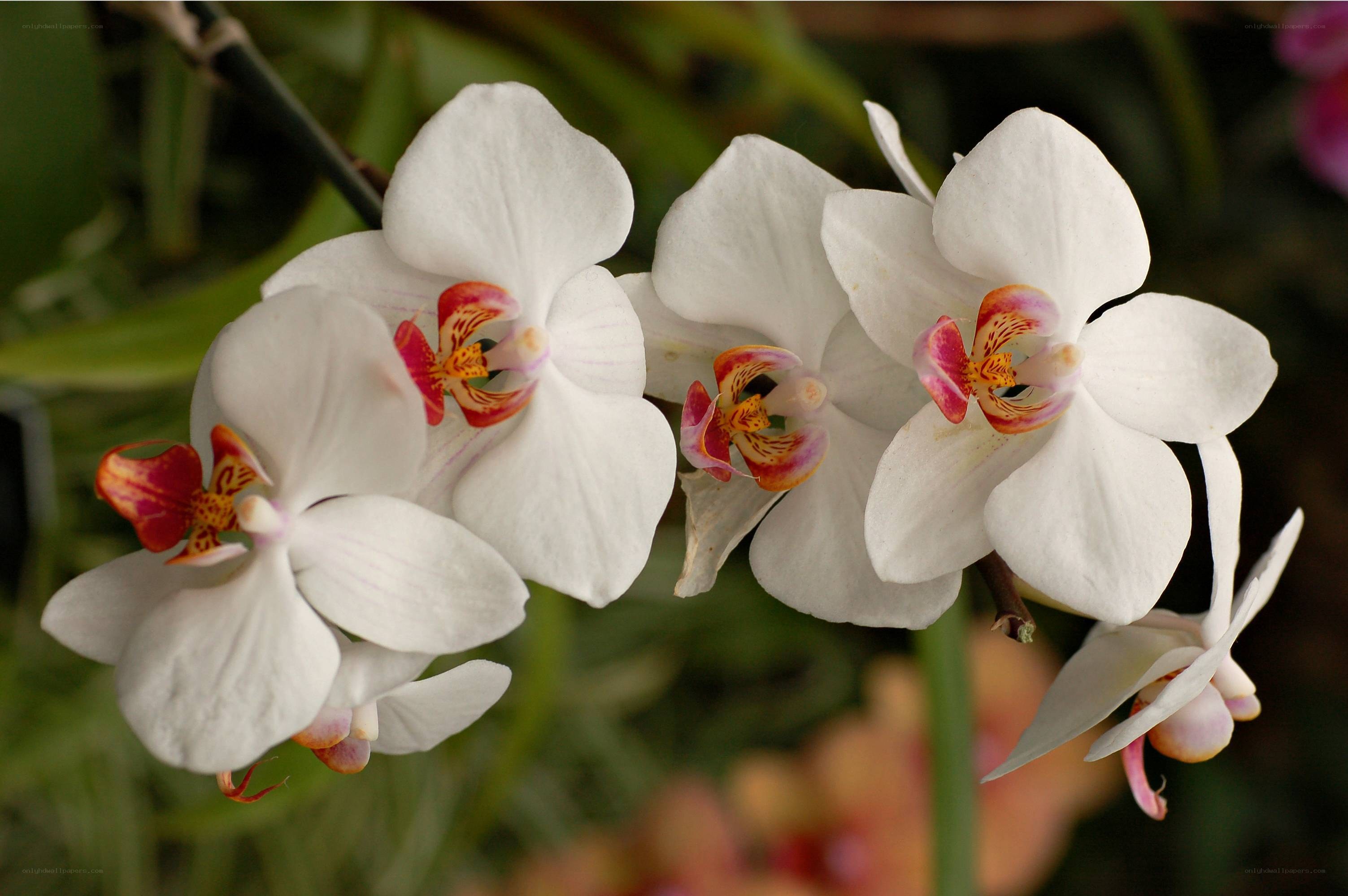 White orchids with colorful centers