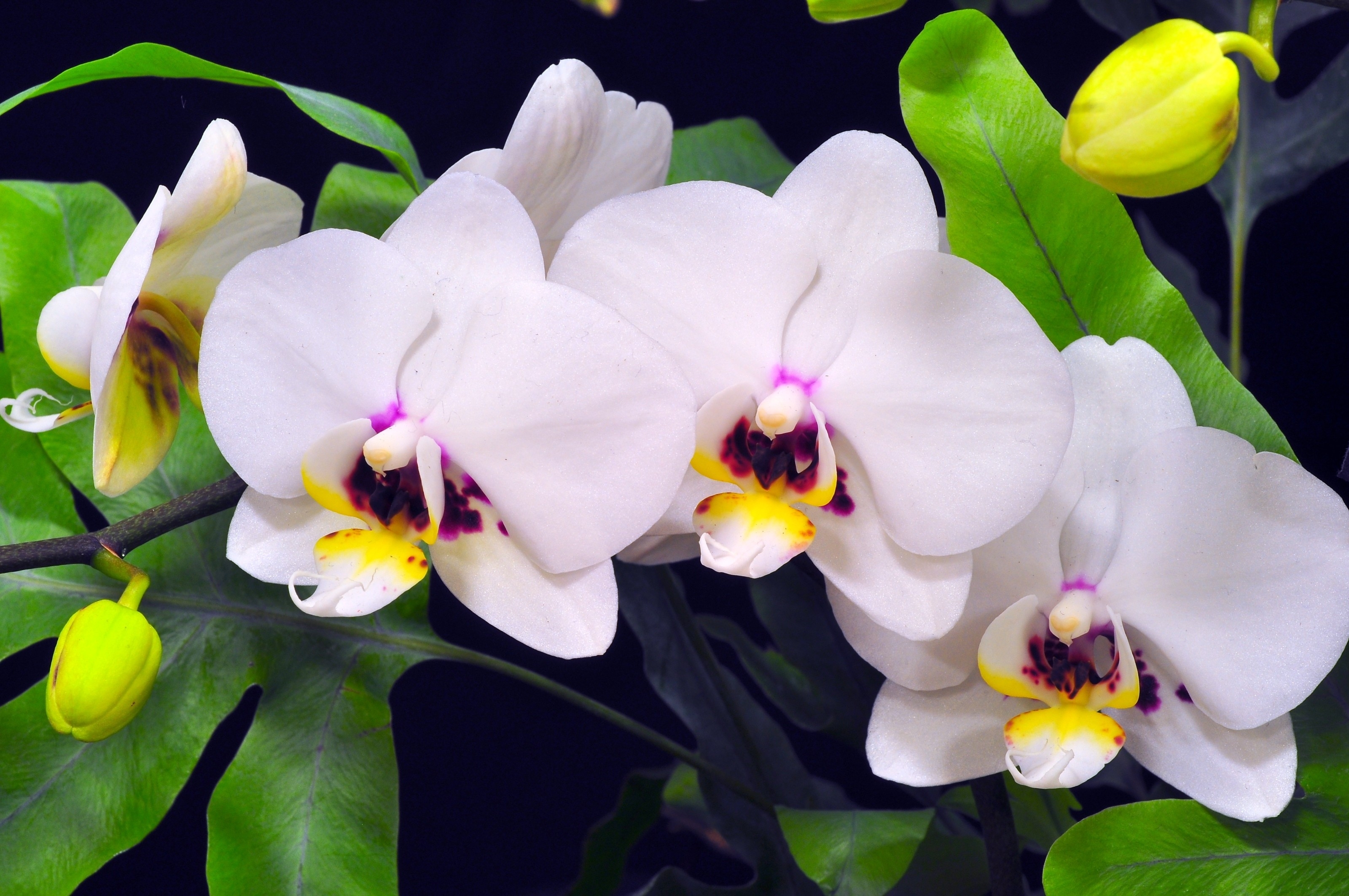 White orchids with green leaves