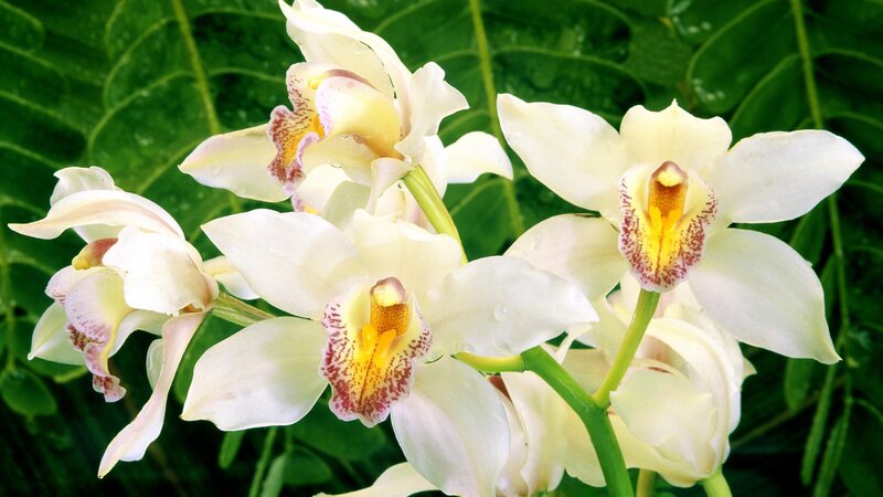 white orchids with green leaves