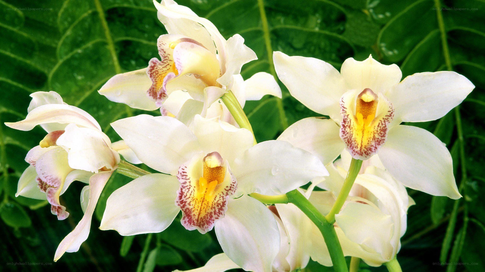 white orchids with green leaves