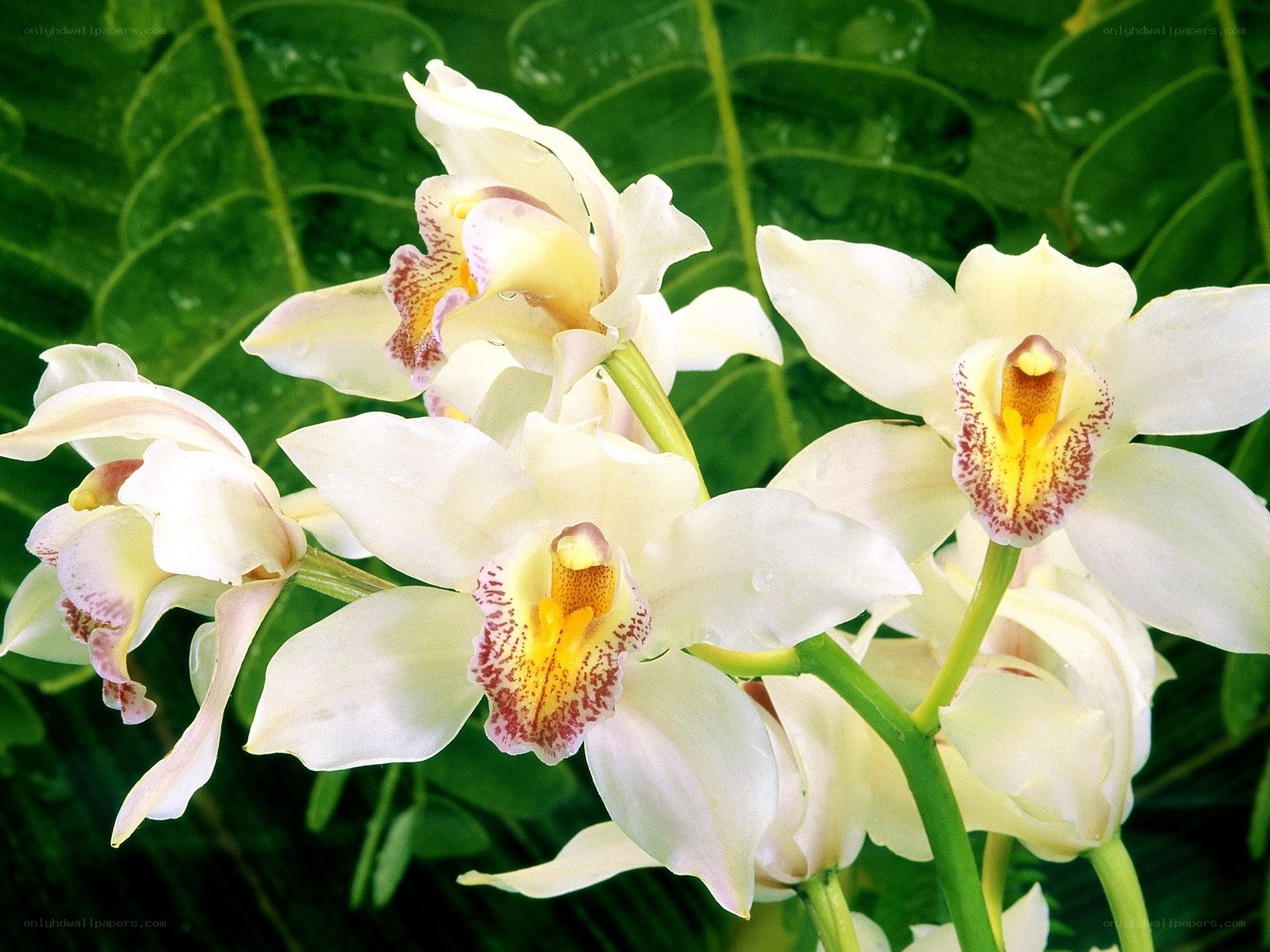 White orchids with green leaves