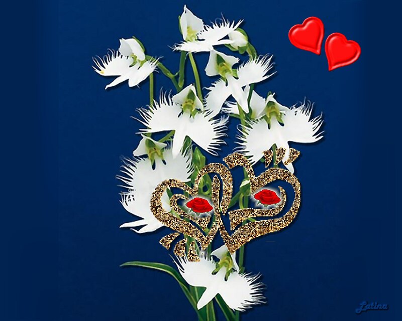 White Orchids with Hearts