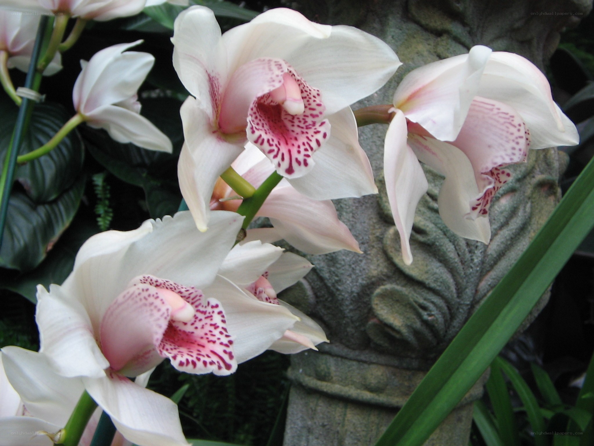 White orchids with pink centers
