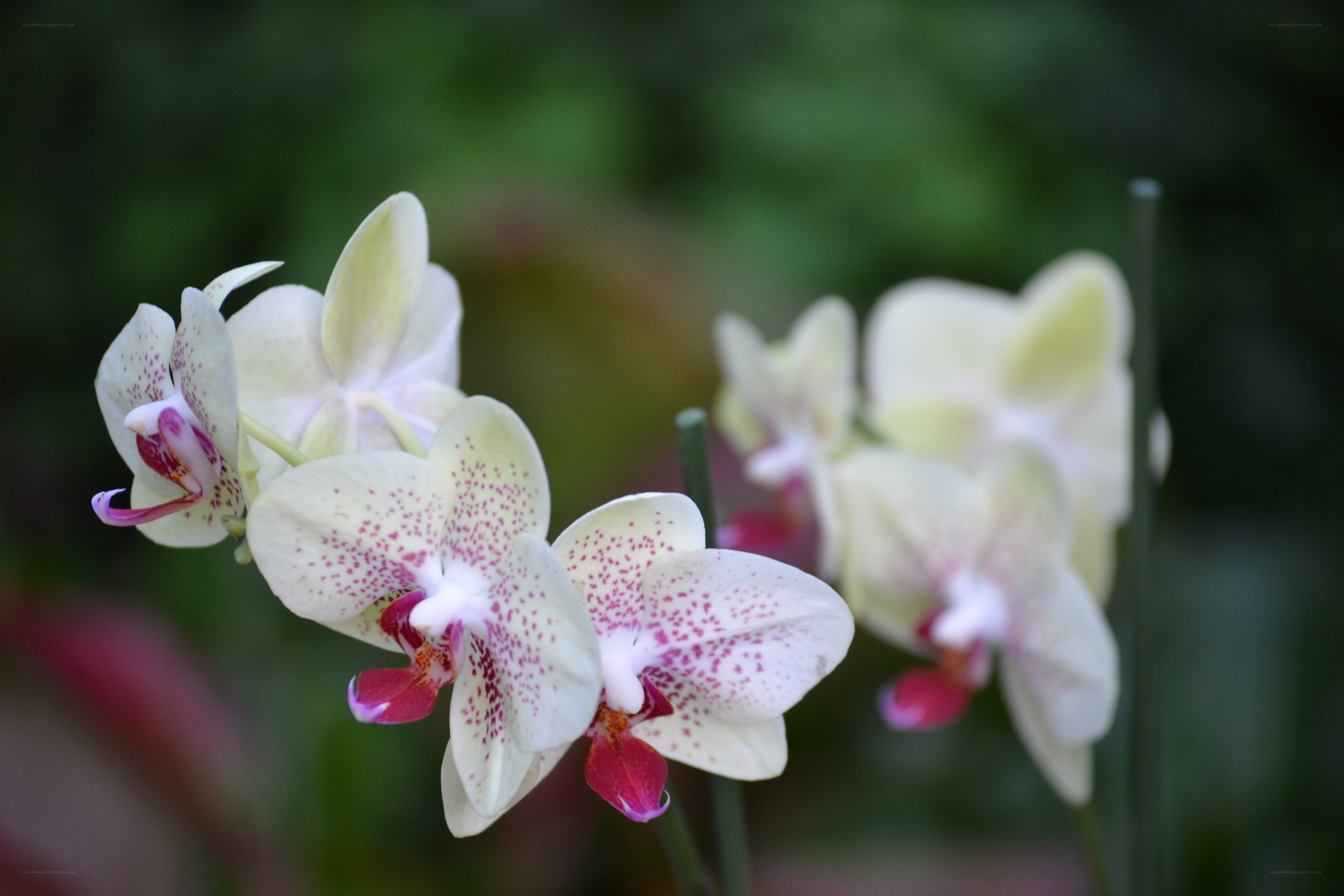 white orchids with pink spots